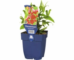 FloraSelf Bartfaden Pentstemon-Cultivars 'Schoenholzeri' H 5-60 Cm Co 0,5 L (6 Stk.)