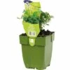 Weinraute, Gartenraute FloraSelf Ruta Graveolens H 5-15 Cm Co 0,5 L -FloraSelf Geschäft DV 8 7013851 02 4c DE 20201114221652