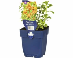 Fetthenne FloraSelf Sedum Kamtschaticum 'Variegatum' H 5-15 Cm Co 0,5 L (6 Stk.)