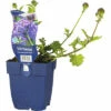 Eisenkraut FloraSelf Verbena-Cultivars 'Homestead Purple' H 5-25 Cm Co 0,5 L -FloraSelf Geschäft DV 8 7013947 01 4c DE 20220602051650