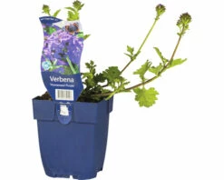Eisenkraut FloraSelf Verbena-Cultivars 'Homestead Purple' H 5-25 Cm Co 0,5 L