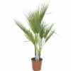 Petticoat-Palme FloraSelf Washingtonia Robusta H 80 Cm Ø 21 Cm Topf -FloraSelf Geschäft DV 8 7030745 01 4c DE 20180307182051