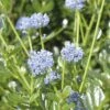 Säckelblume FloraSelf Ceanothus Impressus 'Victoria' H 40-50 Cm Co 4 L -FloraSelf Geschäft DV 8 7038562 01 4c DE 20150519125442