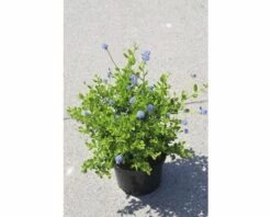 Säckelblume FloraSelf Ceanothus Impressus 'Victoria' H 40-50 Cm Co 4 L -FloraSelf Geschäft DV 8 7038562 02 4c DE 20150519125954