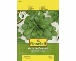 Feldsalat 'Verte De Cambrai' FloraSelf Samenfestes Saatgut Salatsamen