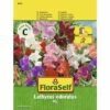 Edelwicke 'Mix' FloraSelf Samenfestes Saatgut Blumensamen -FloraSelf Geschäft DV 8 7122927 01 4c AT 20230104141756