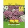 Steinkraut 'Alyssum' FloraSelf Samenfestes Saatgut Blumensamen 2 Steinkraut 'Alyssum' FloraSelf Samenfestes Saatgut Blumensamen -FloraSelf Geschäft DV 8 7122936 01 4c AT 20230104141756