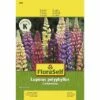 Lupine 'Gartenzwerg' FloraSelf Samenfestes Saatgut Blumensamen -FloraSelf Geschäft DV 8 7122997 01 4c AT 20230104141756