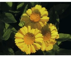 Sonnenbraut FloraSelf Helenium Hybride H 10-50 Cm Co 3 L