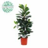 Afrikanische Feigenbaum FloraSelf Ficus Cyathistipula H Ca. 105 Cm Ø 21 Cm Topf -FloraSelf Geschäft DV 8 7192549 01 4c NL 20221213134656
