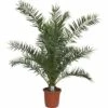 Kanarische Dattelpalme FloraSelf Phoenix Canariensis H 120-140 Cm Co 12 L -FloraSelf Geschäft DV 8 7229600 01 4c DE 20200217101813