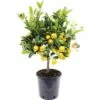 FloraSelf Zwergorange-Stämmchen Citrofortunella Mitis Ø 21 Cm Topf -FloraSelf Geschäft DV 8 7234655 01 4c DE 20190112035009