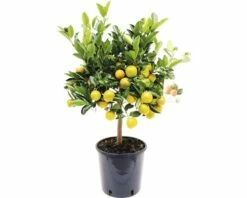 FloraSelf Zwergorange-Stämmchen Citrofortunella Mitis Ø 21 Cm Topf