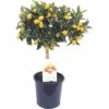 Kumquat-Stämmchen FloraSelf Citrus Japonica Ø 21 Cm Topf -FloraSelf Geschäft DV 8 7234661 01 4c DE 20190112035501