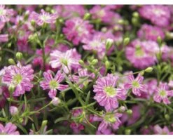 Schleierkraut FloraSelf Gypsophyla 'Karnaval' Ø 12 Cm
