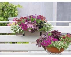 Petunie FloraSelf Petunia 'Capella Burgundy' Ø 12 Cm Topf -FloraSelf Geschäft DV 8 7383638 15 4c DE 20190227074658 1