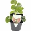 Erdbeere FloraSelf Fragaria X Ananassa 'Mara De Bois' Ø 9 Cm Topf -FloraSelf Geschäft DV 8 7423298 01 4c DE 20201124121424