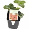 Späte Erdbeere FloraSelf Fragaria X Ananassa 'Mieze Schindler' Ø 9 Cm Topf -FloraSelf Geschäft DV 8 7423299 01 4c DE 20201124121424