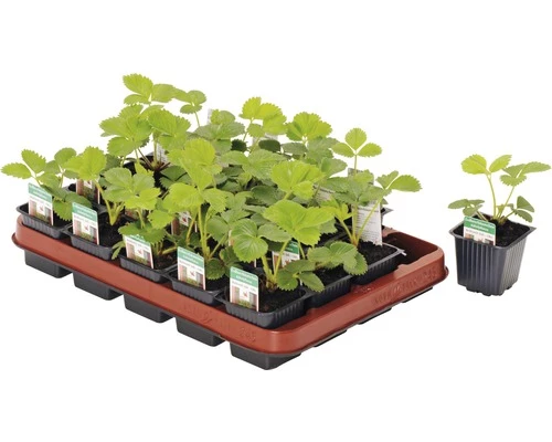 Erdbeere FloraSelf Fragaria X Ananassa Ø 7 Cm Topf 3 Erdbeere FloraSelf Fragaria X Ananassa Ø 7 Cm Topf