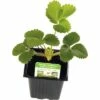 Hänge-Erdbeere FloraSelf Fragaria X Ananassa Ø 7 Cm Topf -FloraSelf Geschäft DV 8 7423306 01 4c DE 20201124121424