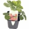 Frühe-Erdbeere FloraSelf Fragaria X Ananassa 'Honeoye' Ø 9 Cm Topf -FloraSelf Geschäft DV 8 7423307 01 4c DE 20201124121424