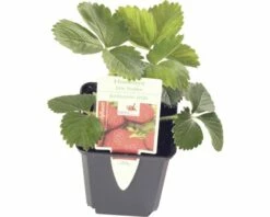 Frühe-Erdbeere FloraSelf Fragaria X Ananassa 'Honeoye' Ø 9 Cm Topf