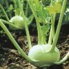Kohlrabi Weiß FloraSelf Brassica Oleracea 'Oasis' Ø 14 Cm Topf -FloraSelf Geschäft DV 8 7432741 01 4c DE 20220126124650