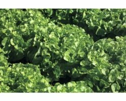 Eichblattsalat Grün FloraSelf Lactuca Crispa 'Bakura' Ø 14 Cm Topf