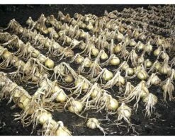 BIO Kärntner Jausenzwiebel FloraSelf 6 Stk.