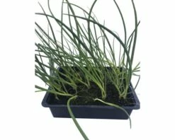 Lauchzwiebel FloraSelf Allium Cepa 20 Stk. -FloraSelf Geschäft DV 8 7446551 03 4c DE 20190402154754