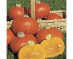 Kürbis 'Hokaido' FloraSelf Ø 10,5 Cm Topf