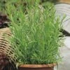 Estragon FloraSelf Artemisia Dracunculus H 10-13 Cm Co 1,2 L -FloraSelf Geschäft DV 8 7446565 01 4c DE 20190311084655