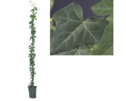 Efeu FloraSelf Hedera Hibernica H Ca. 190 Cm Co 5 L -FloraSelf Geschäft DV 8 7447517 02 4c DE 20230301051652