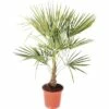FloraSelf Hanfpalme Trachycarpus Fortunei H 60-80 Cm Ø 25 Cm Topf -FloraSelf Geschäft DV 8 7451217 03 4c DE 20171220050718