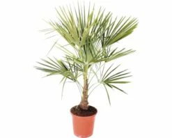 FloraSelf Hanfpalme Trachycarpus Fortunei H 60-80 Cm Ø 25 Cm Topf