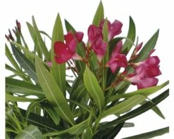 Oleander FloraSelf Nerium Oleander H 20-25 Cm Ø 14 Cm Topf -FloraSelf Geschäft DV 8 7463310 02 4c RO 20210114121656