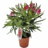 Oleander FloraSelf Nerium Oleander H 20-25 Cm Ø 14 Cm Topf -FloraSelf Geschäft DV 8 7463310 03 4c CH 20210609101757