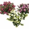 Torfmyrthe In Sorten FloraSelf Pernettya Mucronata H 15-20 Cm Co 0,5 L -FloraSelf Geschäft DV 8 7527113 01 4c DE 20200128081757