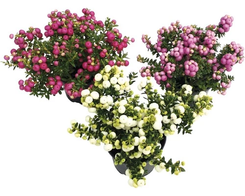 Torfmyrthe In Sorten FloraSelf Pernettya Mucronata H 15-20 Cm Co 0,5 L 3 Torfmyrthe In Sorten FloraSelf Pernettya Mucronata H 15-20 Cm Co 0,5 L