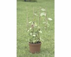 Blumenstütze FloraSelf 36 X H 77 Cm, Braun