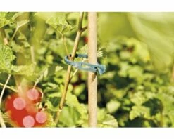 Pflanzenbinder FloraSelf Kunststoff 14 Cm 50 Stk -FloraSelf Geschäft DV 8 7531964 04 4c DE 20181217205331