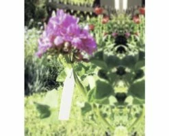 Pflanzenschilder FloraSelf Kunststoff 25 Stk -FloraSelf Geschäft DV 8 7531969 02 4c DE 20181217211658
