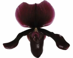 Venusschuh, Frauenschuh-Orchidee FloraSelf Paphiopedilum 'Black Jack' H 30-35 Cm Ø 9 Cm Topf -FloraSelf Geschäft DV 8 7565818 01 4c NL 20220602084756