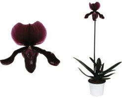 Venusschuh, Frauenschuh-Orchidee FloraSelf Paphiopedilum 'Black Jack' H 30-35 Cm Ø 9 Cm Topf -FloraSelf Geschäft DV 8 7565818 02 4c NL 20220602084756