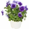 Hornveilchen FloraSelf Viola Cornuta Ø 12 Cm Topf Sortiert -FloraSelf Geschäft DV 8 7589864 13 4c DE 20190323211651
