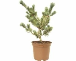 Bonsai-Mädchenkiefer FloraSelf Pinus Parviflora 'Pentaphylla Glauca' H 25-30 Cm Co 3 L -FloraSelf Geschäft DV 8 7595429 01 4c DE 20190125134752