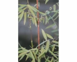 Jadebambus, Roter Gartenbambus FloraSelf Fargesia Species 'Jiuzhaigou 1' H 80-100 Cm Co 10 L -FloraSelf Geschäft DV 8 7618553 01 4c DE 20221014141659