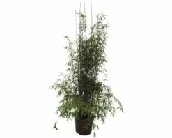 Jadebambus, Roter Gartenbambus FloraSelf Fargesia Species 'Jiuzhaigou 1' H 80-100 Cm Co 10 L -FloraSelf Geschäft DV 8 7618553 03 4c DE 20201214074755