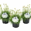 Grasnelke ROCKCollection FloraSelf Armeria Maritima H 5-15 Cm T 13 Cm Rosa, Weiß -FloraSelf Geschäft DV 8 7634777 01 4c DE 20220701124655