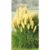 Pampasgras FloraSelf Cortaderia Selloana 'Evita' H 15-80 Cm Co 3 L -FloraSelf Geschäft DV 8 7655370 01 4c DE 20210113091758